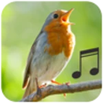 bird calls and sounds android application logo